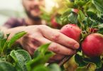 fruit picking jobs in new zealand for immigrants