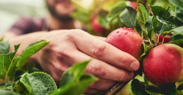 fruit picking jobs in new zealand for immigrants